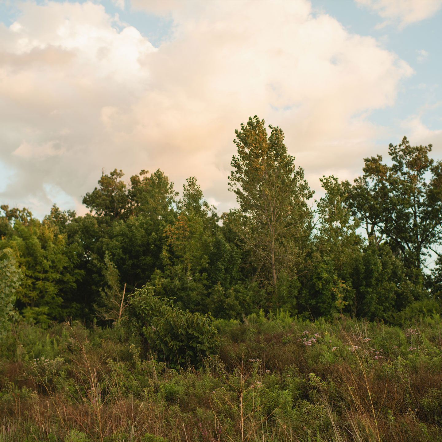 Existing vegetation